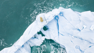 Eisbär Eisbär