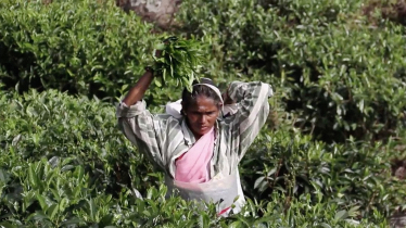 Teepflückerinnen Sri Lanka Teepflückerinnen Sri Lanka